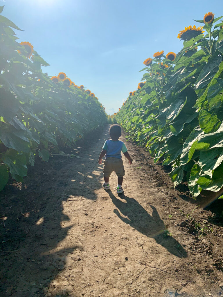 Toddler walking on a dirt path in a field of tall sunflowers on a sunny day.