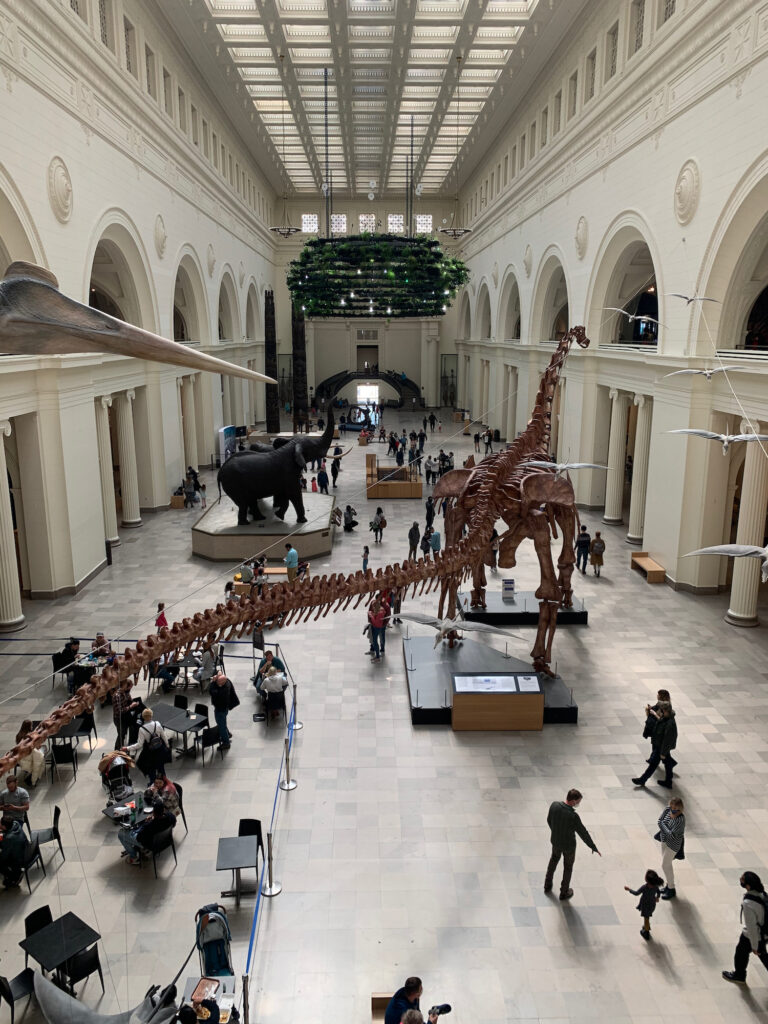 View of a large dinosaur skeleton and visitors at The Field Museum in Chicago