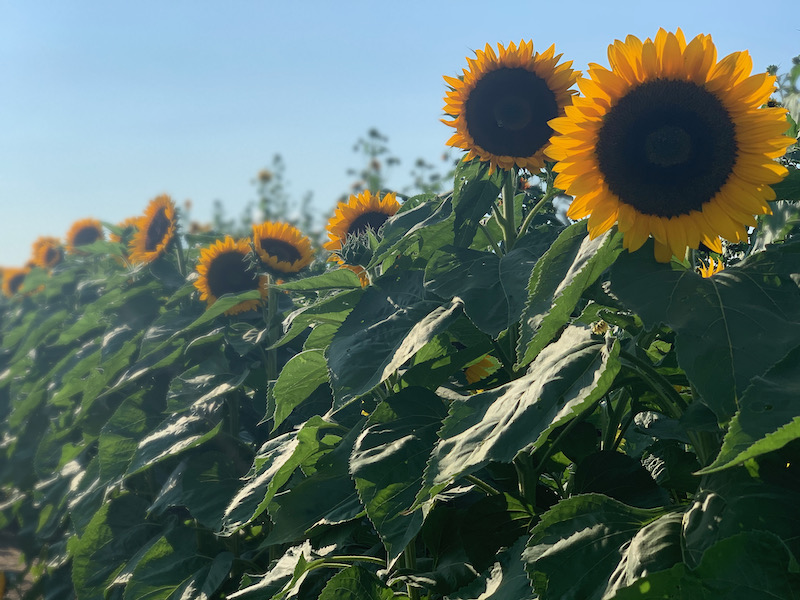 Field of sunflowers