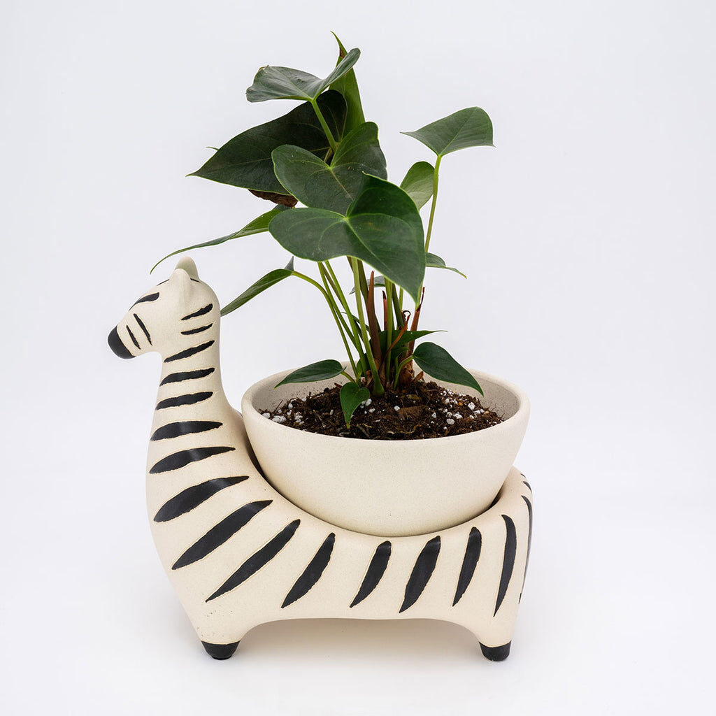 Jungalow zebra planter